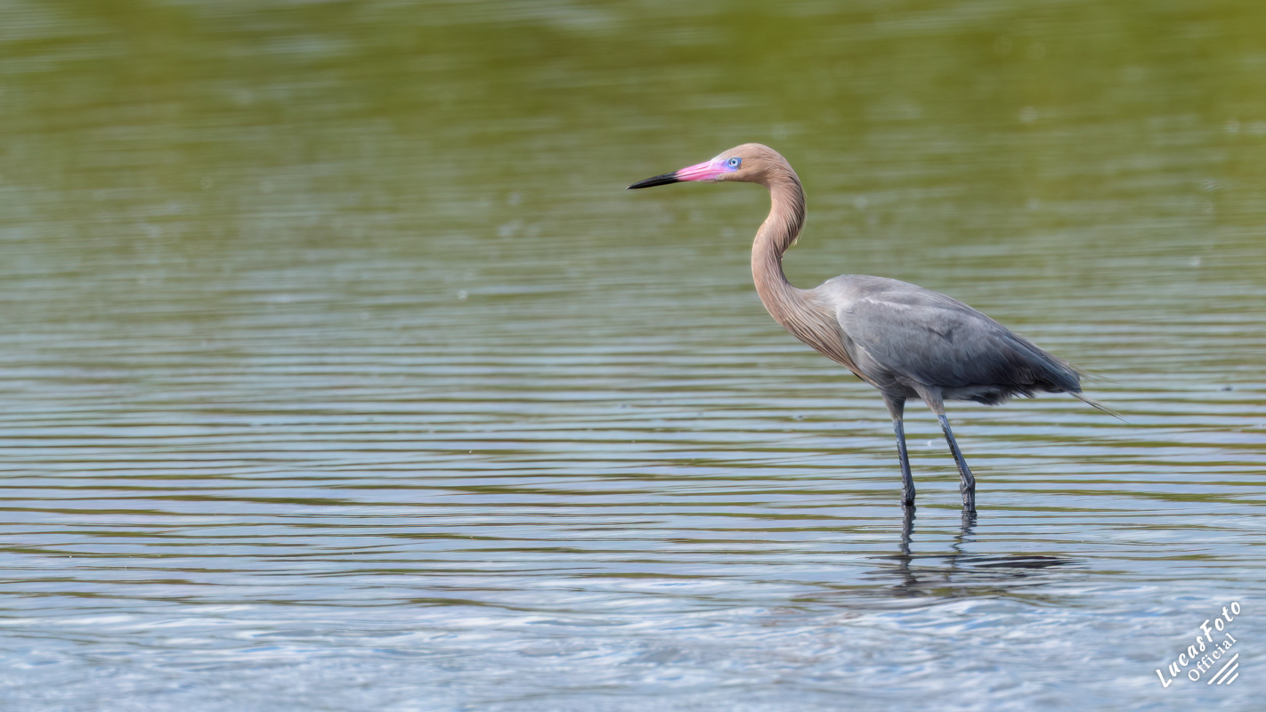 Reddish Egret