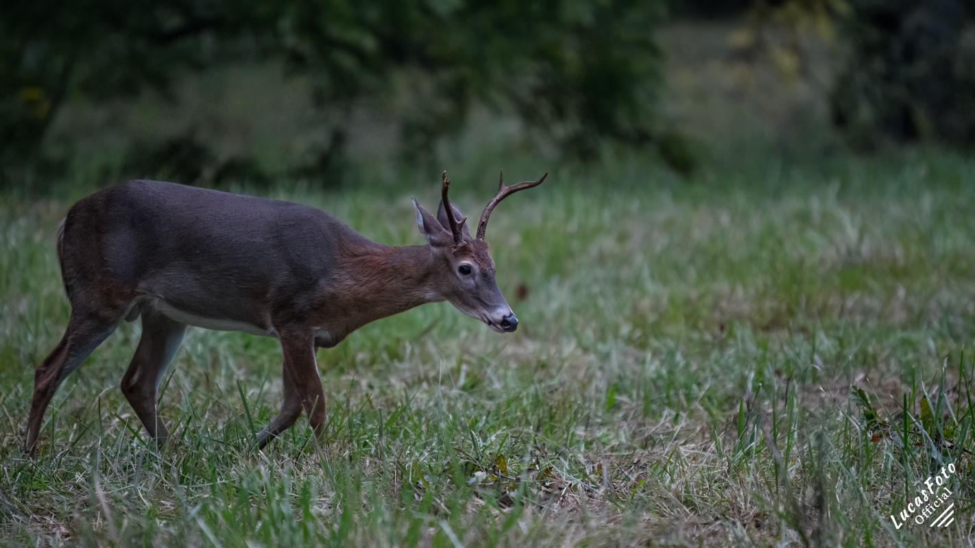 Whitetail