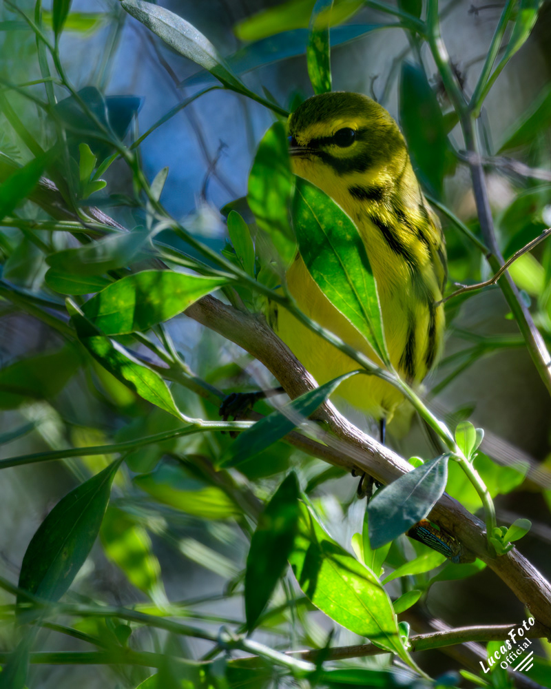 Prairie Warbler