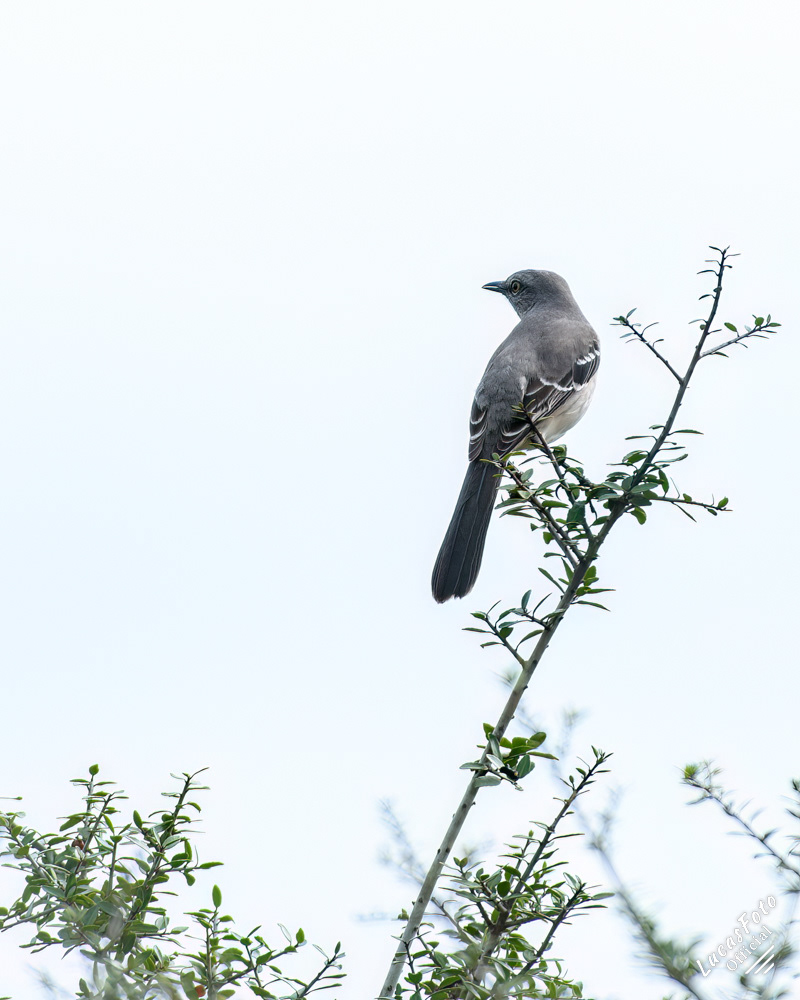 Northern Mockingbird