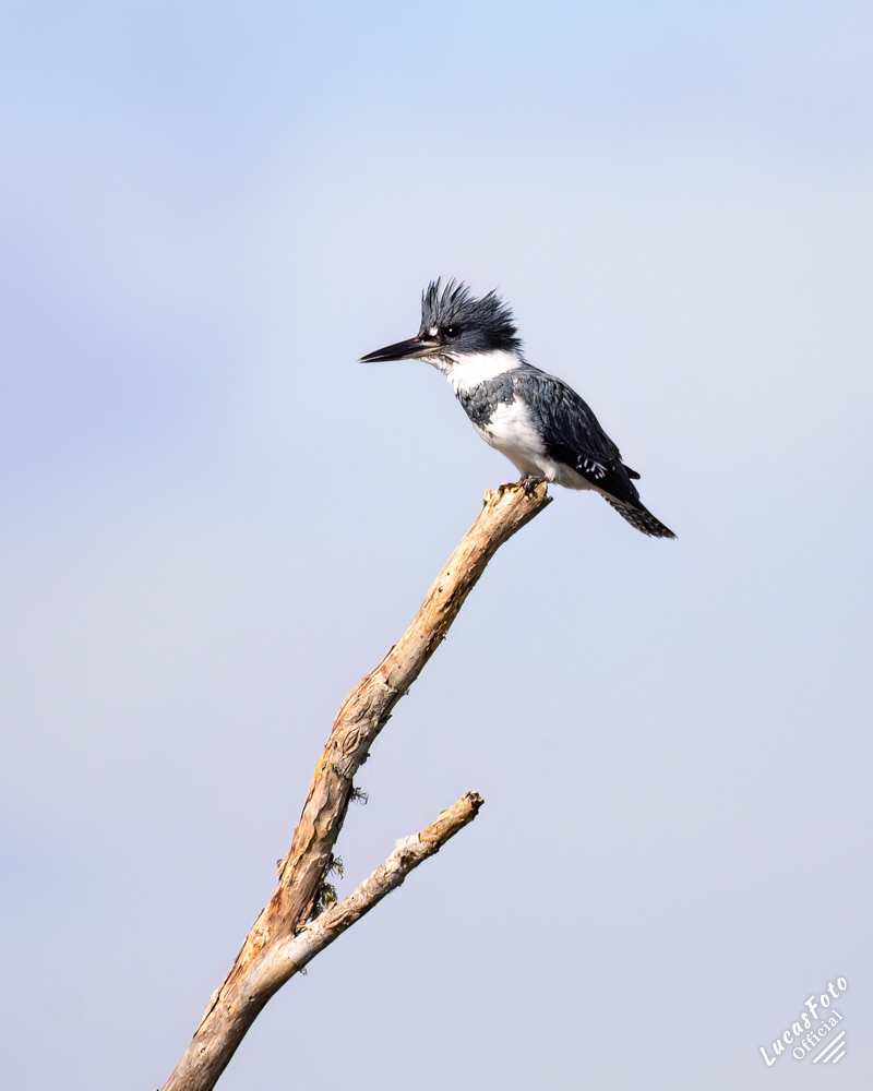 Belted Kingfisher