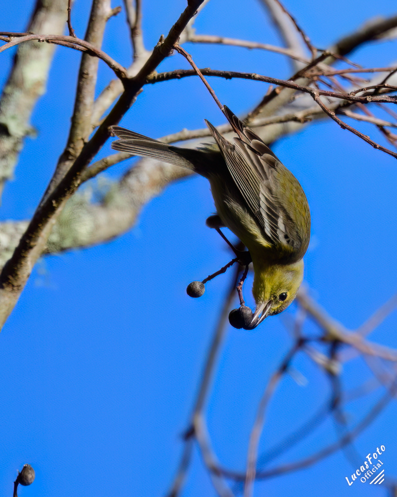 Pine Warbler