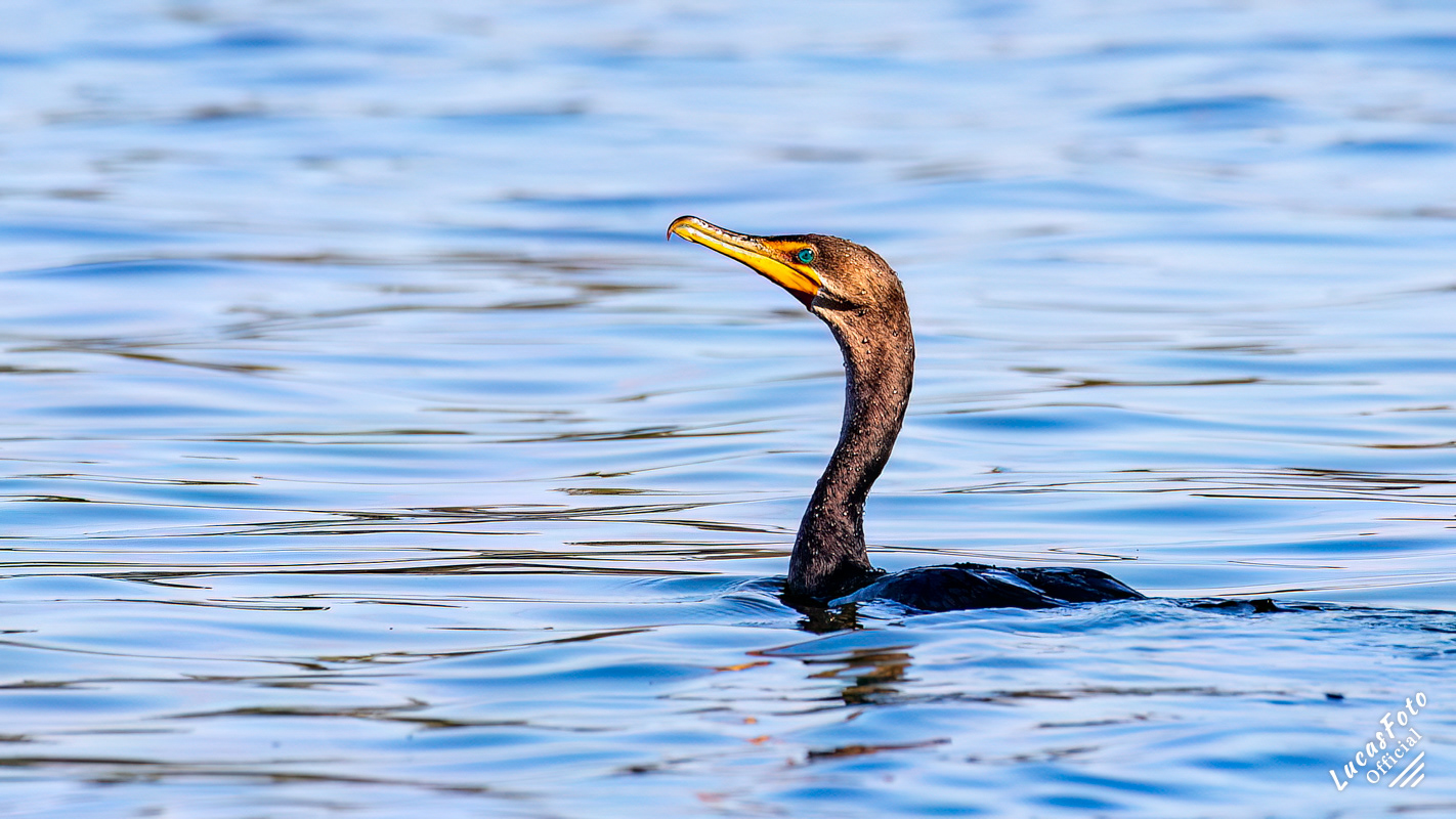 Double-crested Cormorant