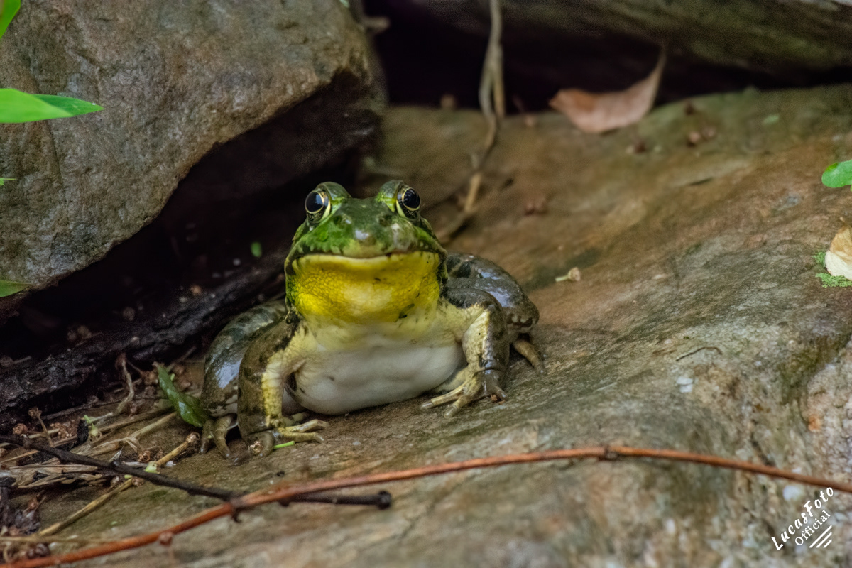 American Bullfrog