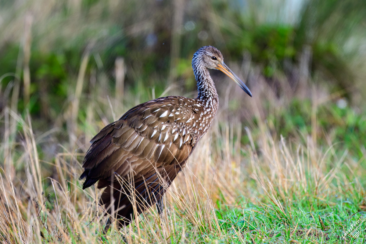 Limpkin