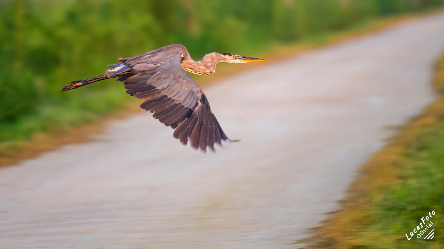 Great Blue Heron