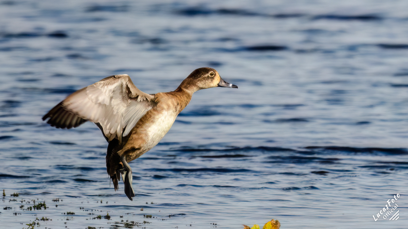 Ring-necked Duck