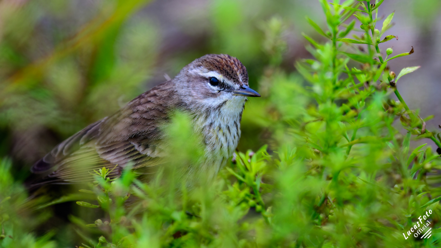 Palm Warbler