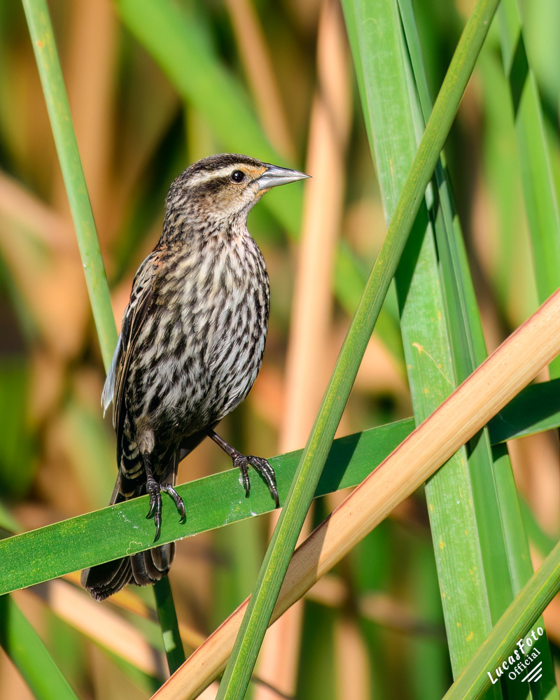 Red-winged Blackbird