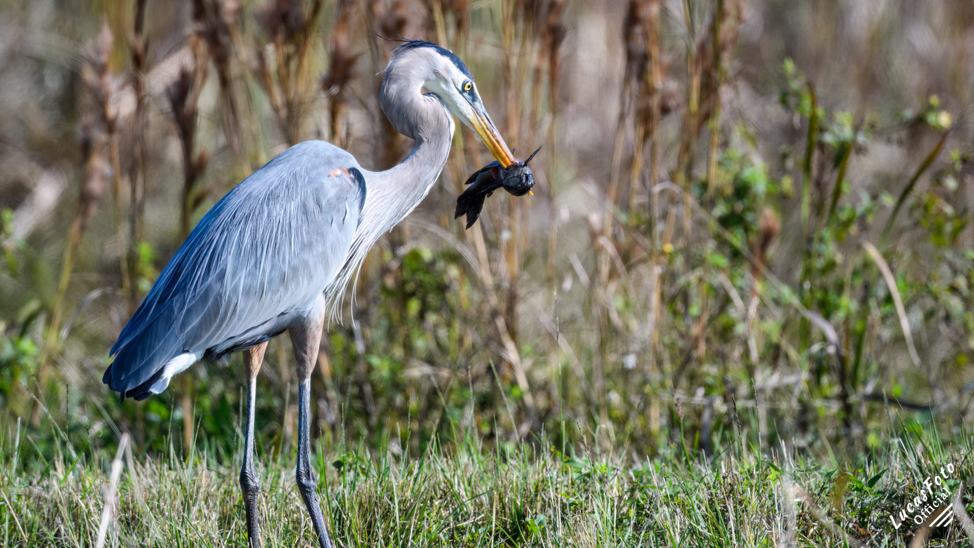 Great Blue Heron