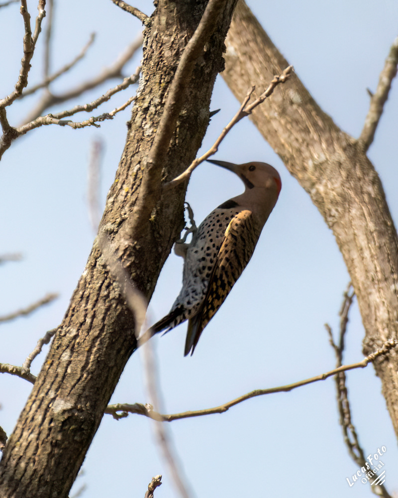 Northern Flicker