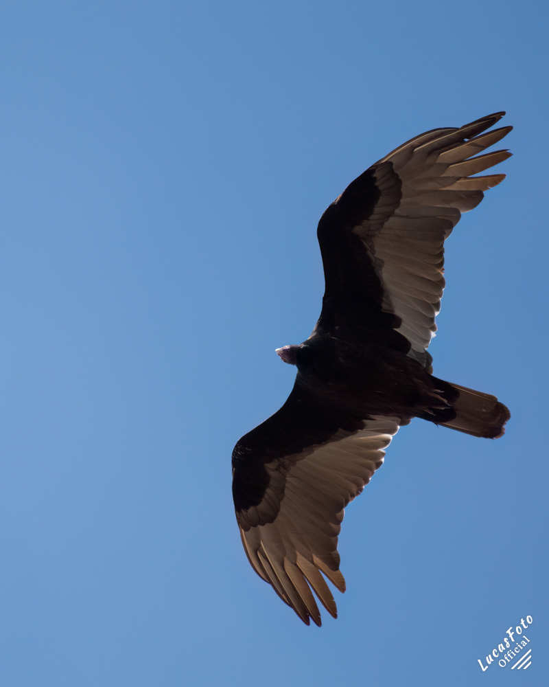 Turkey Vulture