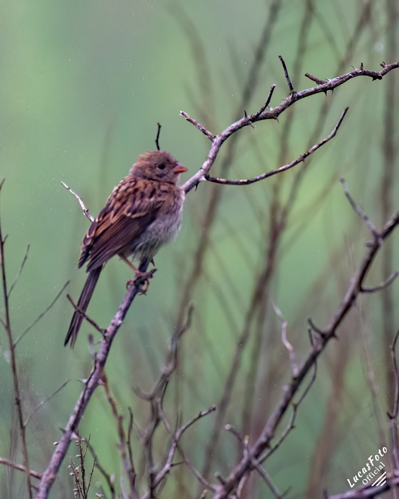 Field Sparrow