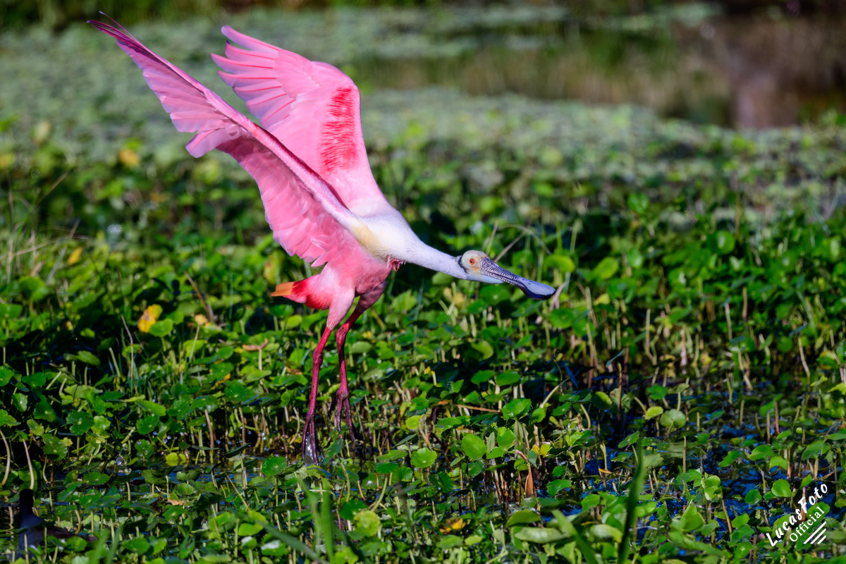 Roseate Spoonbill