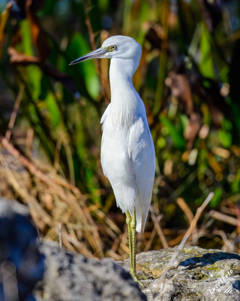 Juvenile Little Blue Heron