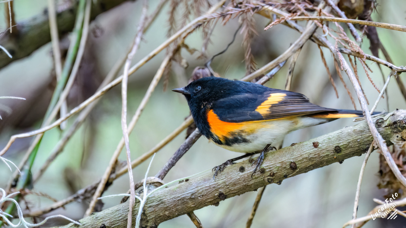 American Redstart