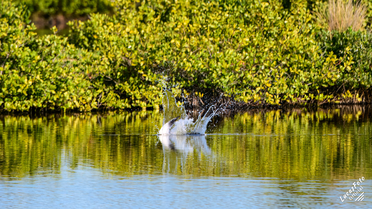 Caspian Tern