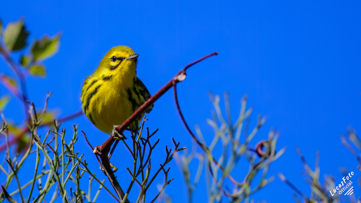 Prairie Warbler