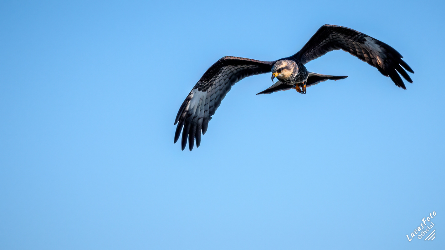 Snail Kite