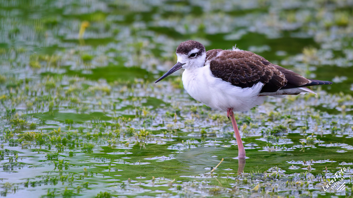 Black-necked Stilt