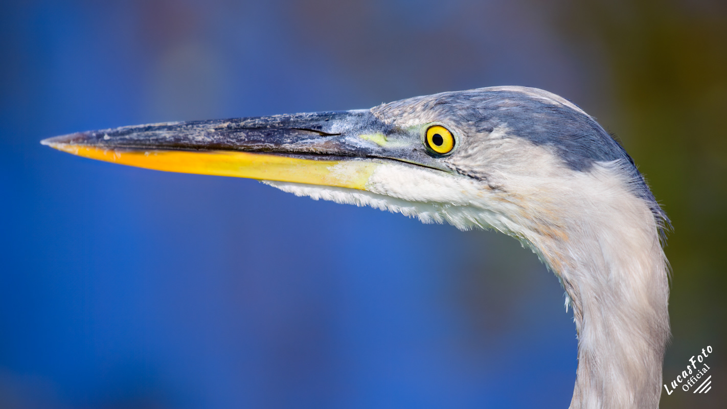 Great Blue Heron