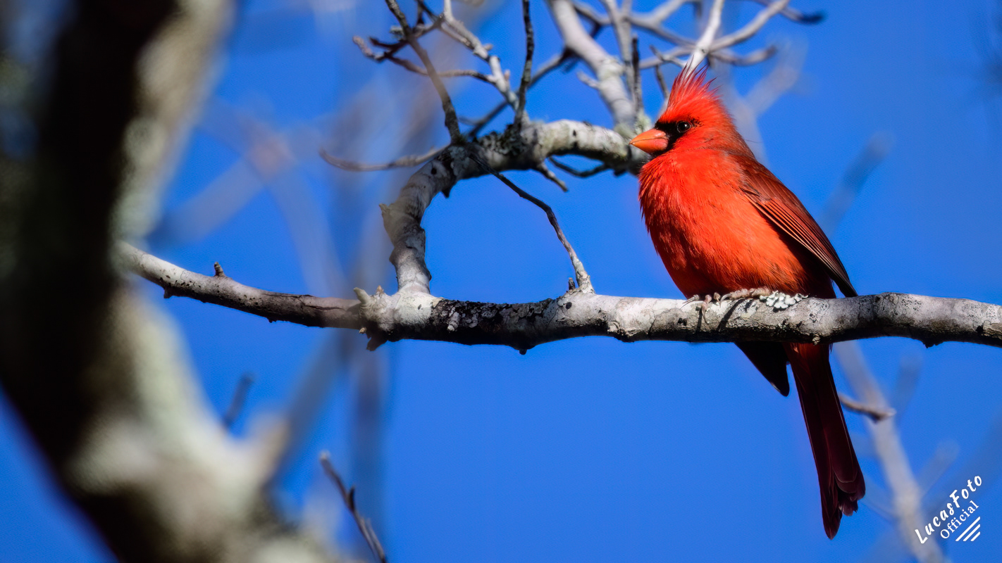 Northern Cardinal