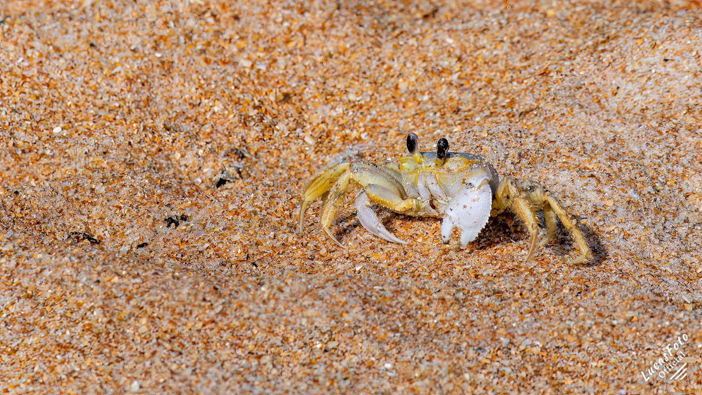 Ghost Crab