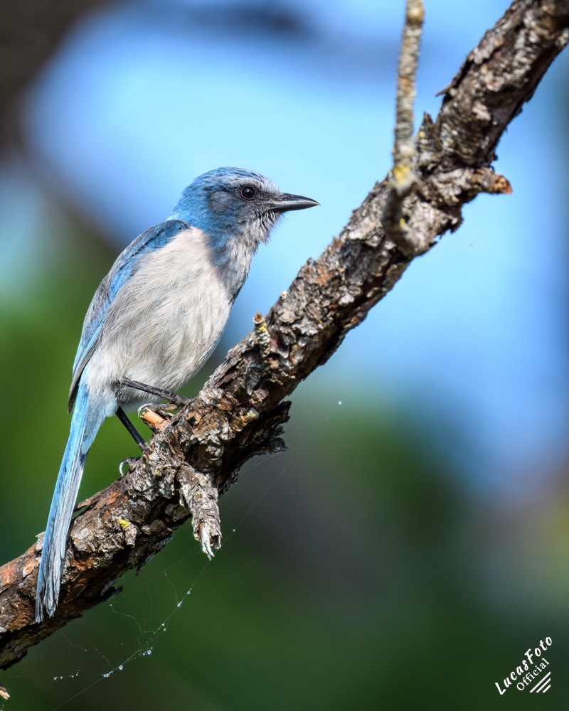 Florida Scrub Jay