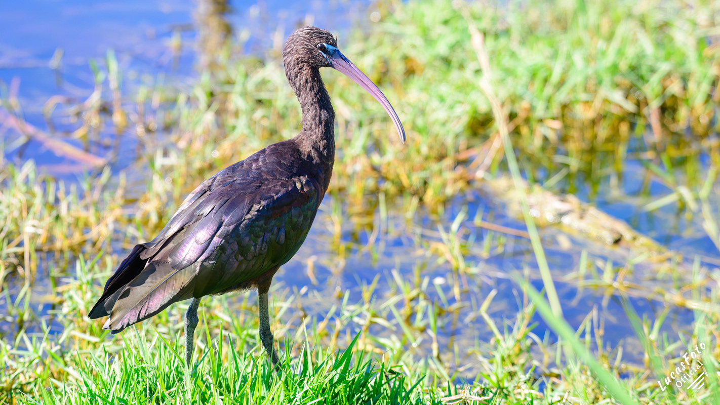 Glossy Ibis