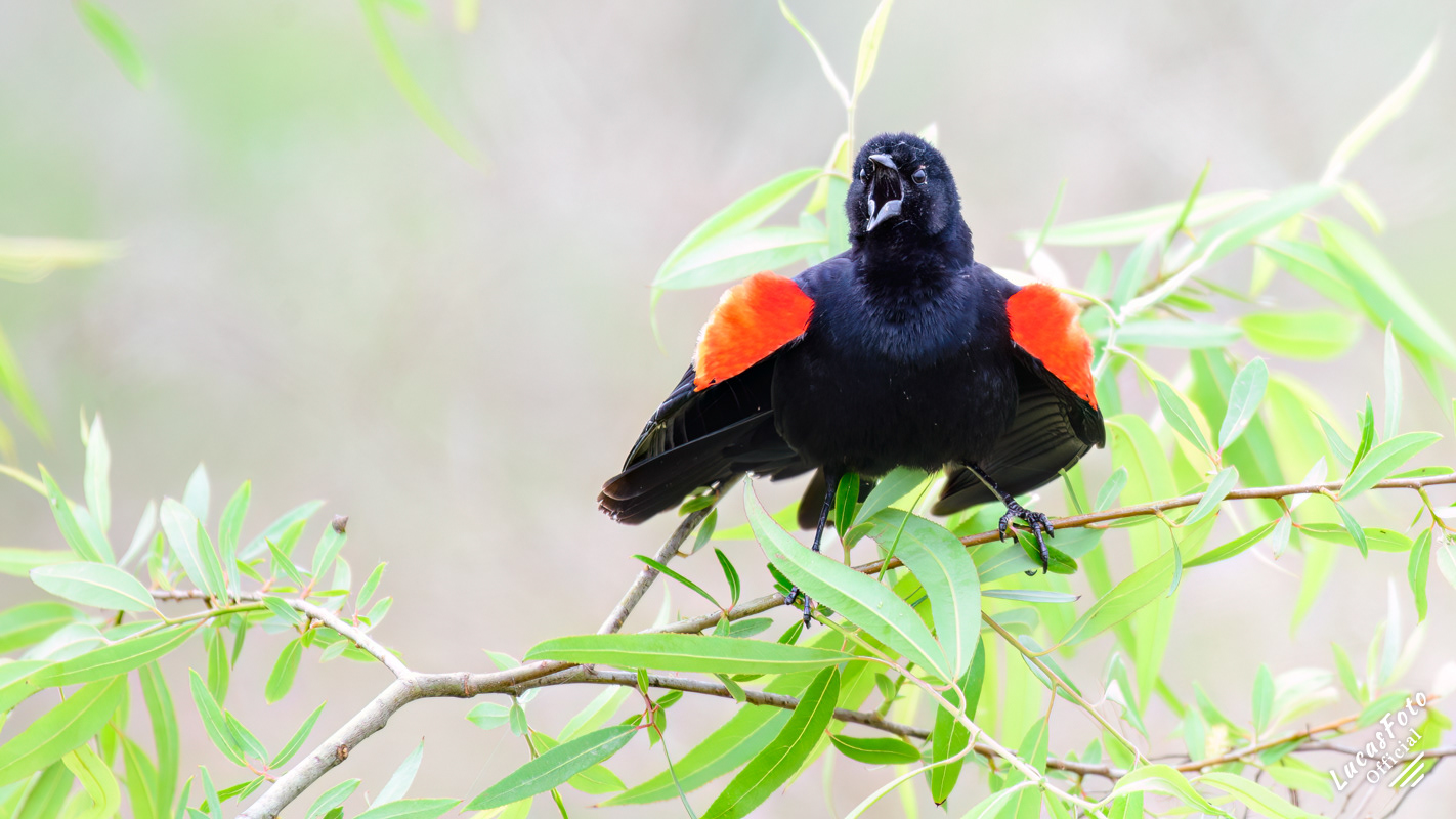 Red-winged Blackbird