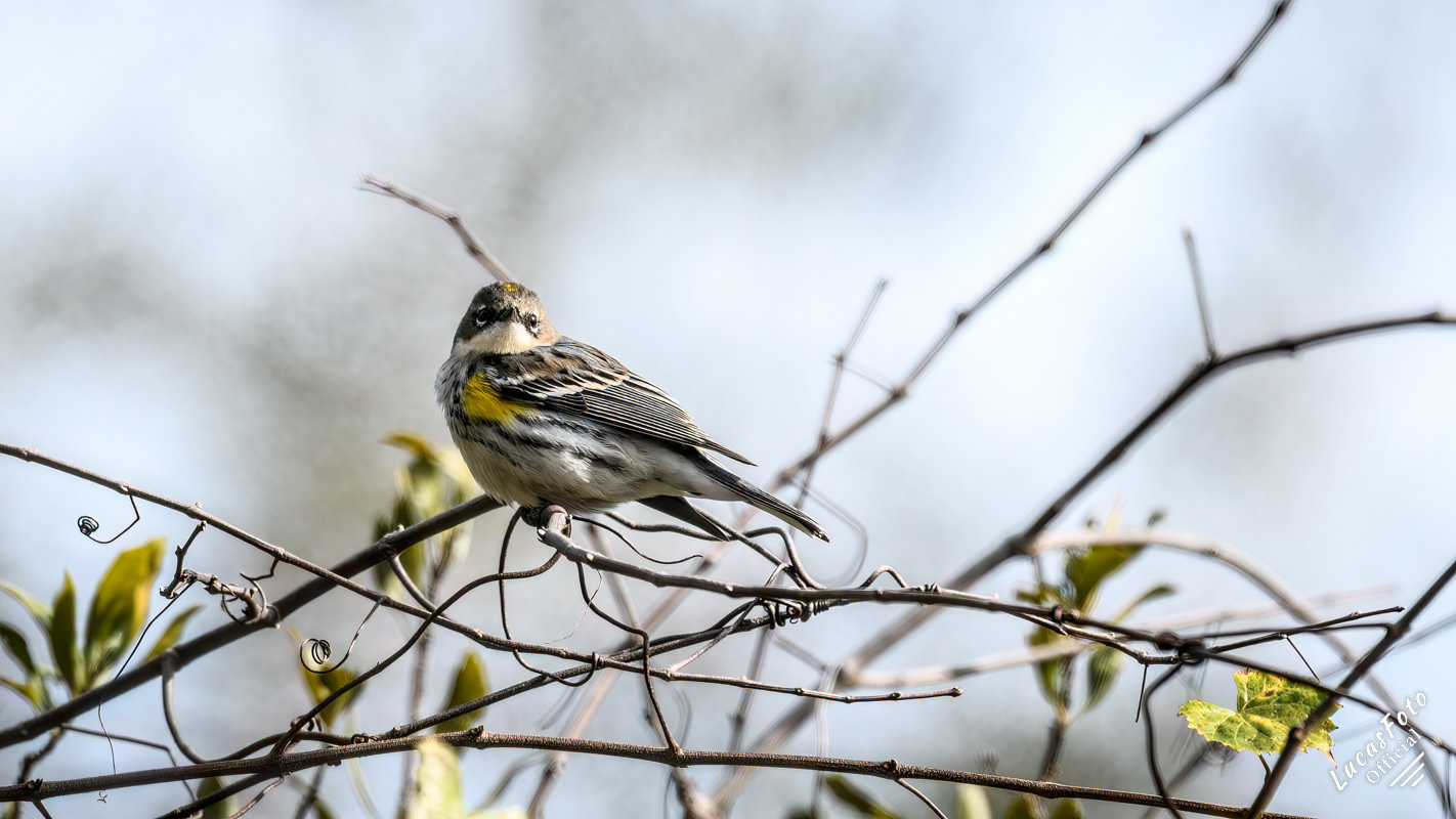 Yellow-rumped Warbler