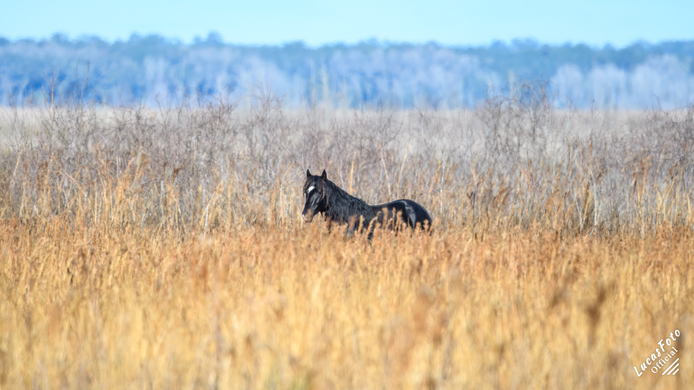 Wild Horse