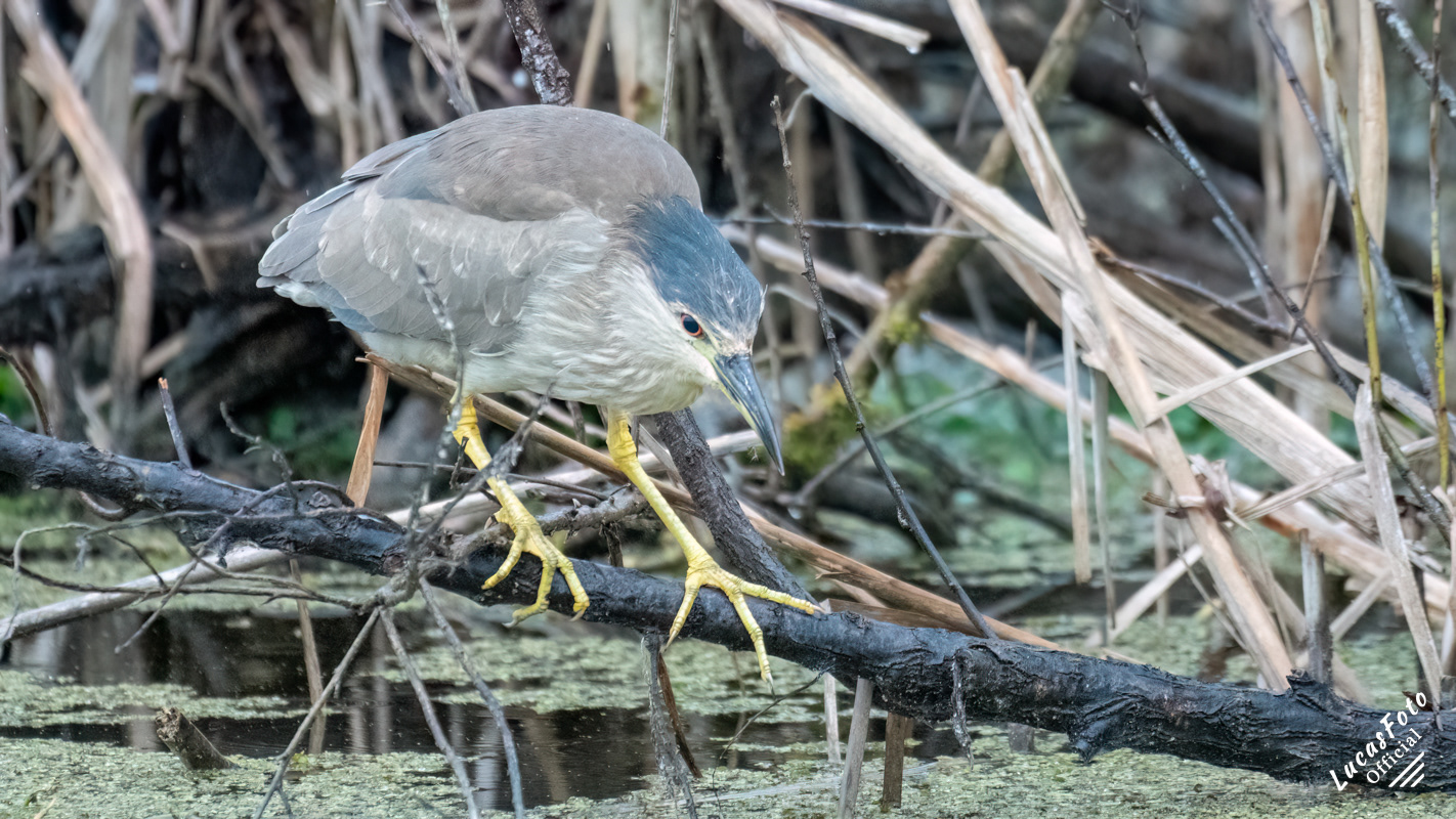 Black-crowned Night Heron