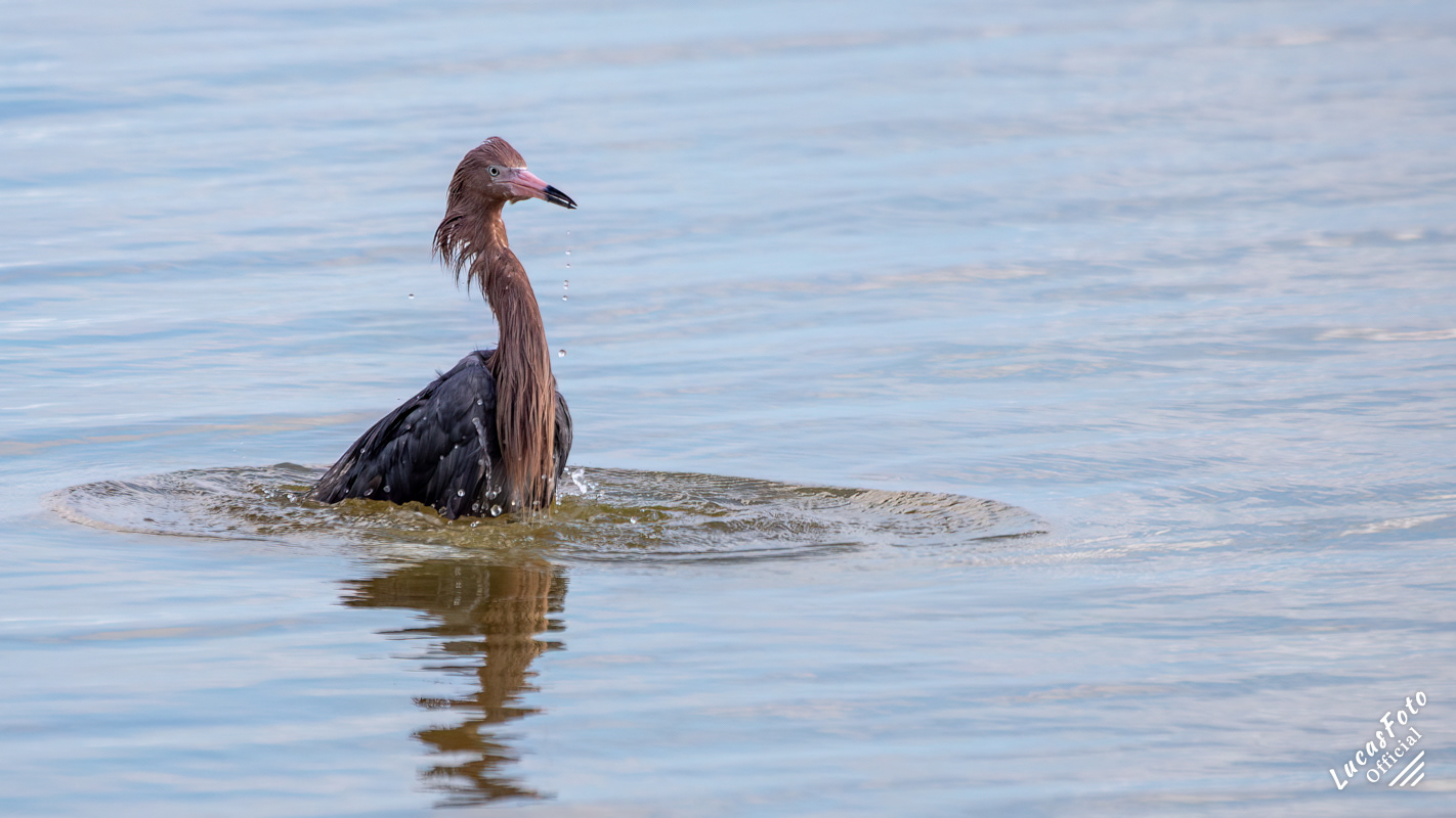 Reddish Egret