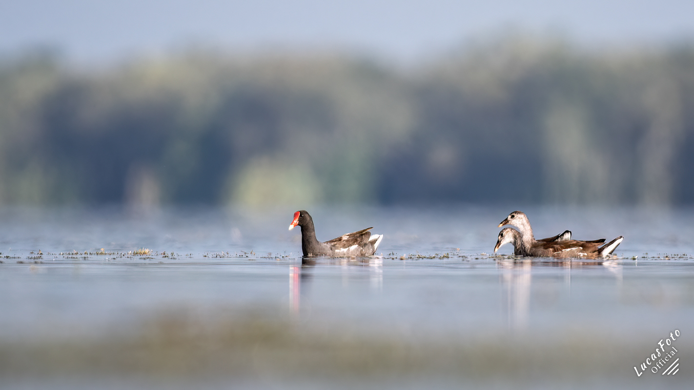 Common Gallinule