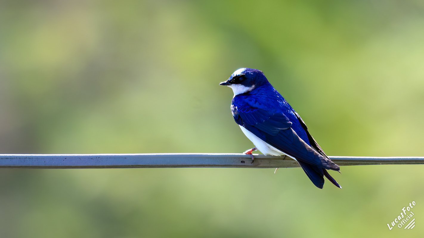 Tree Swallow