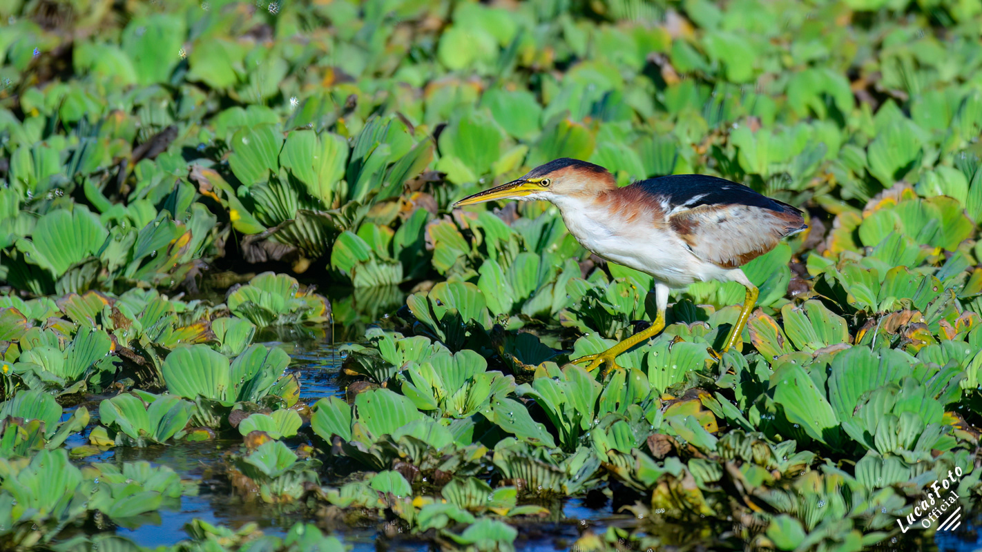 Least Bittern
