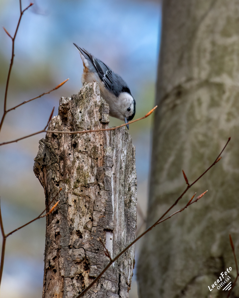 White-breasted Nuthatch