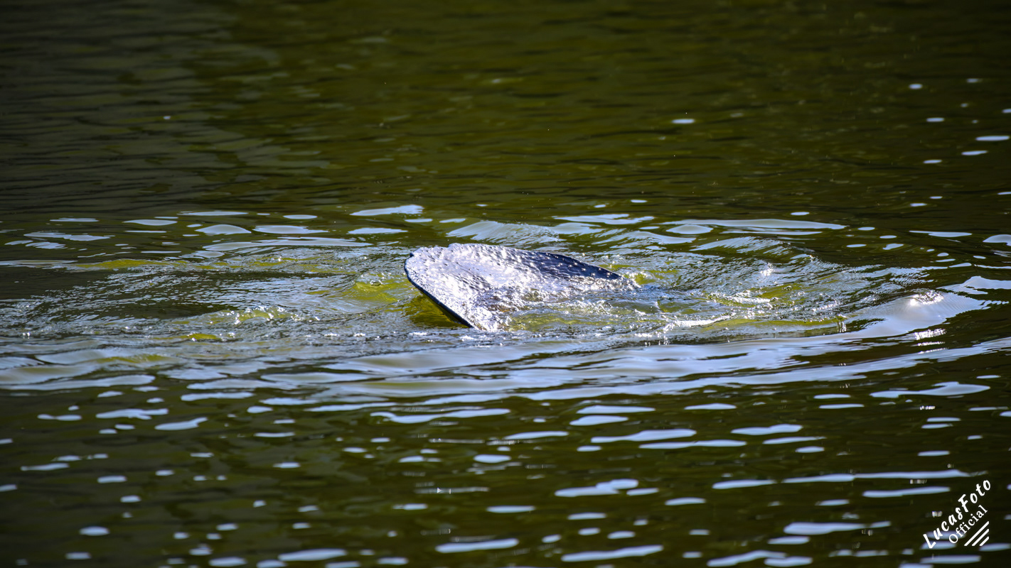 Manatee