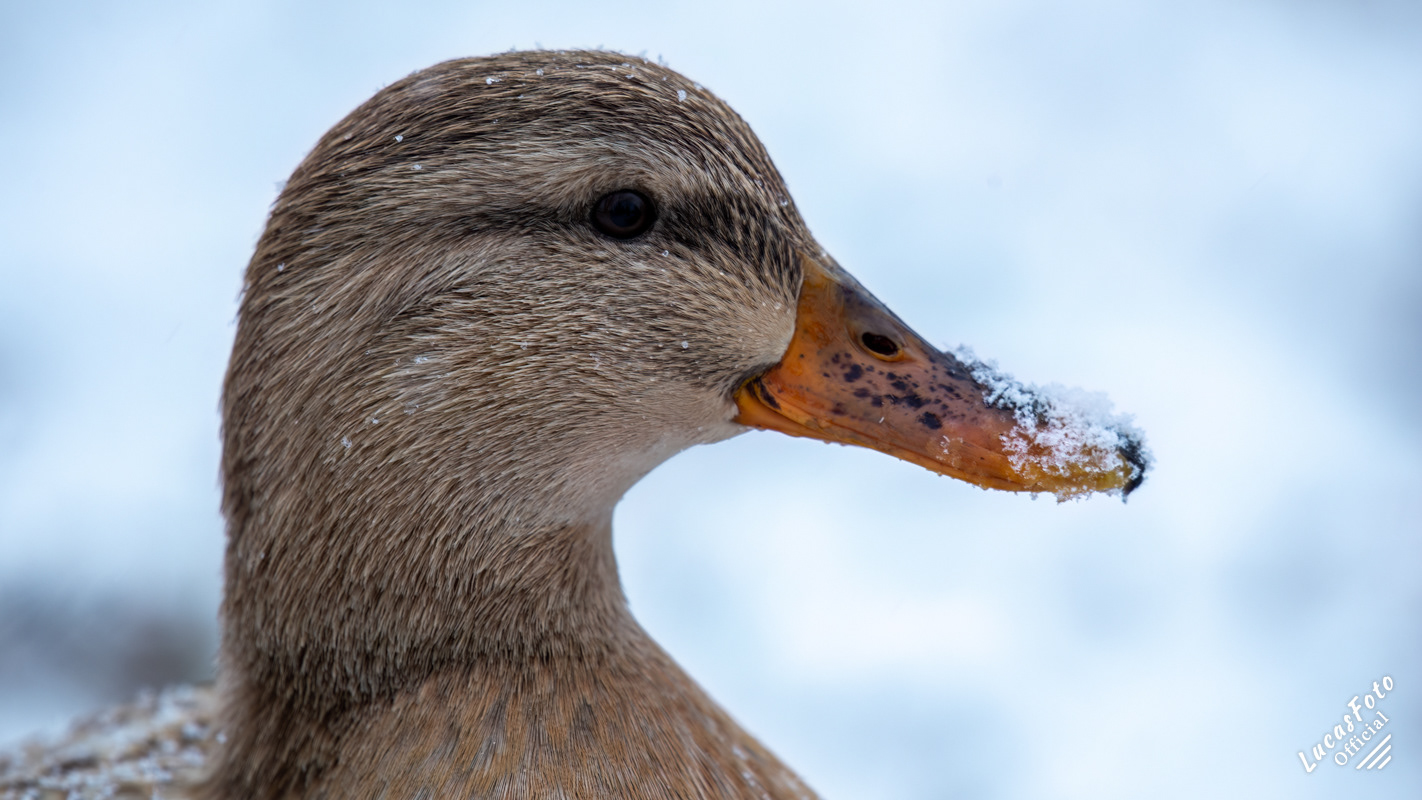 Mallard Duck