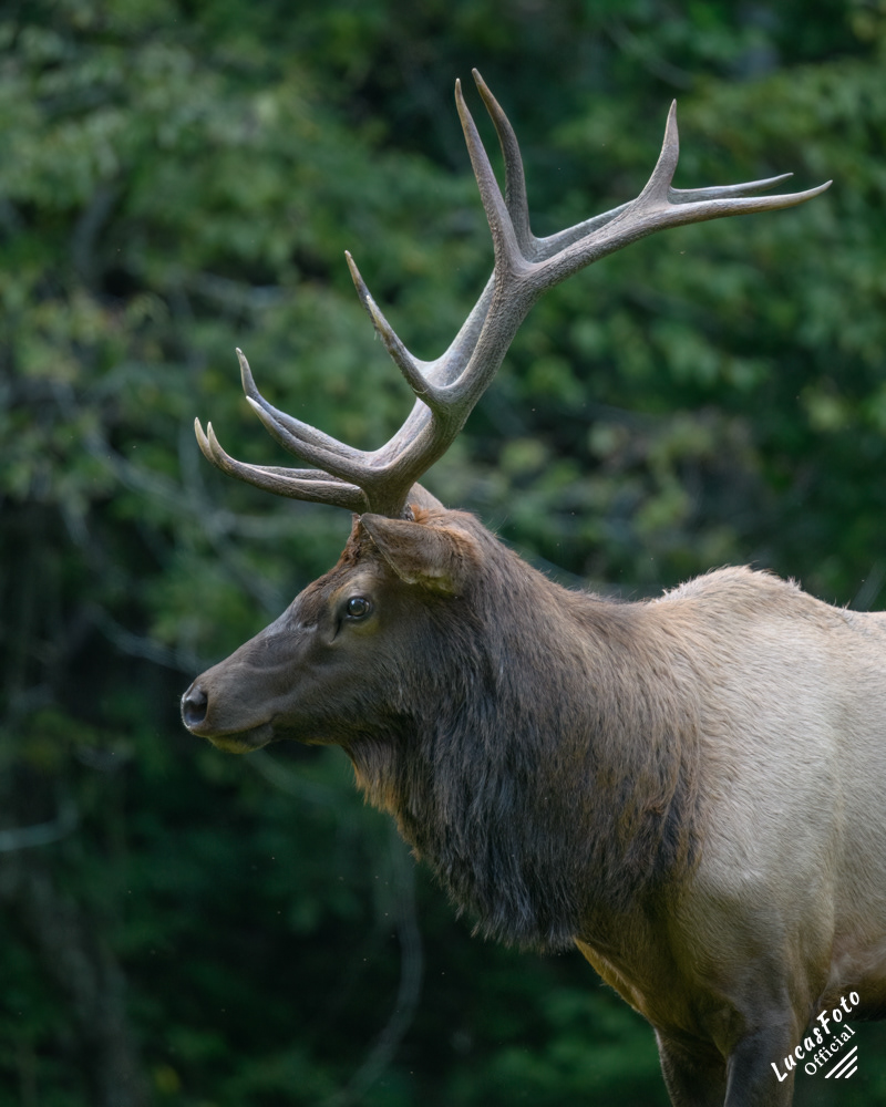 Elk