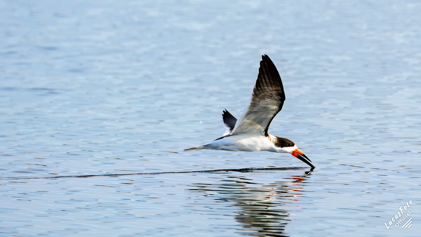 Black Skimmer
