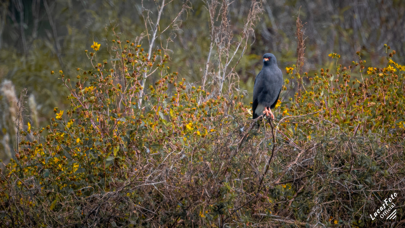 Snail Kite