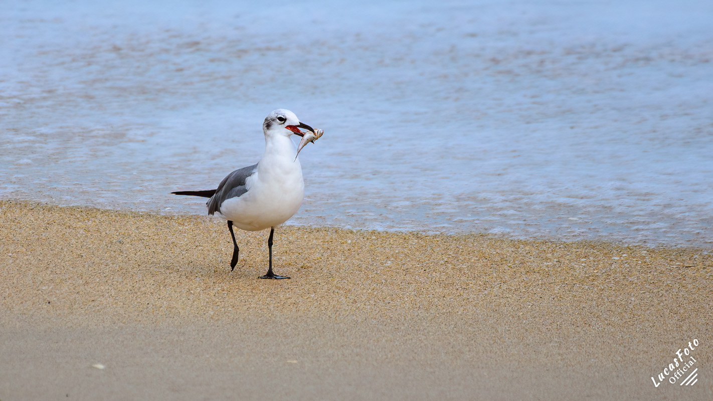 Laughing Gull