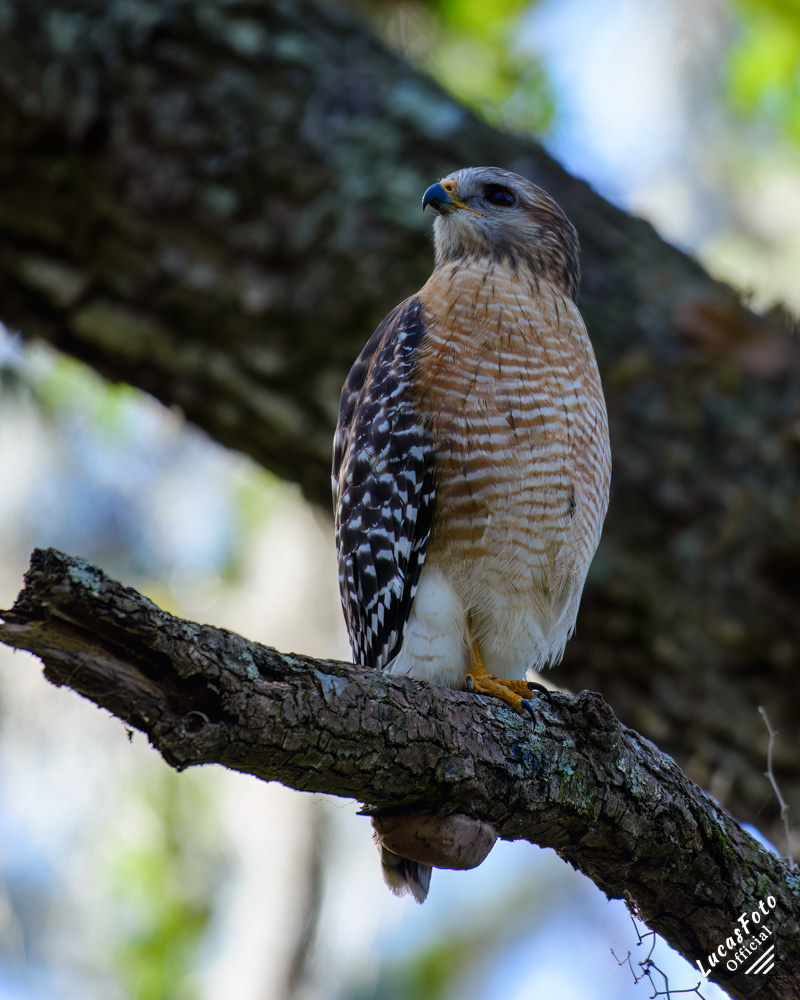 Red-shouldered Hawk