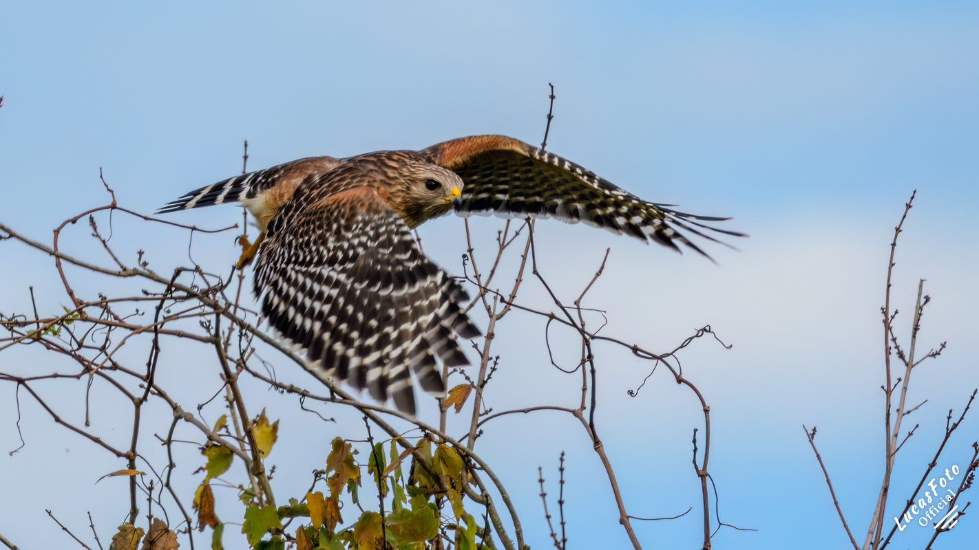 Red-shouldered Hawk