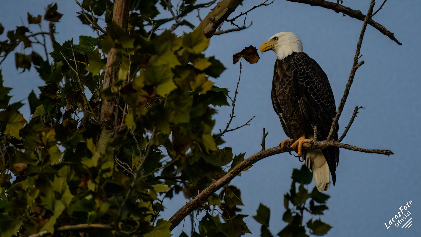 Bald Eagle