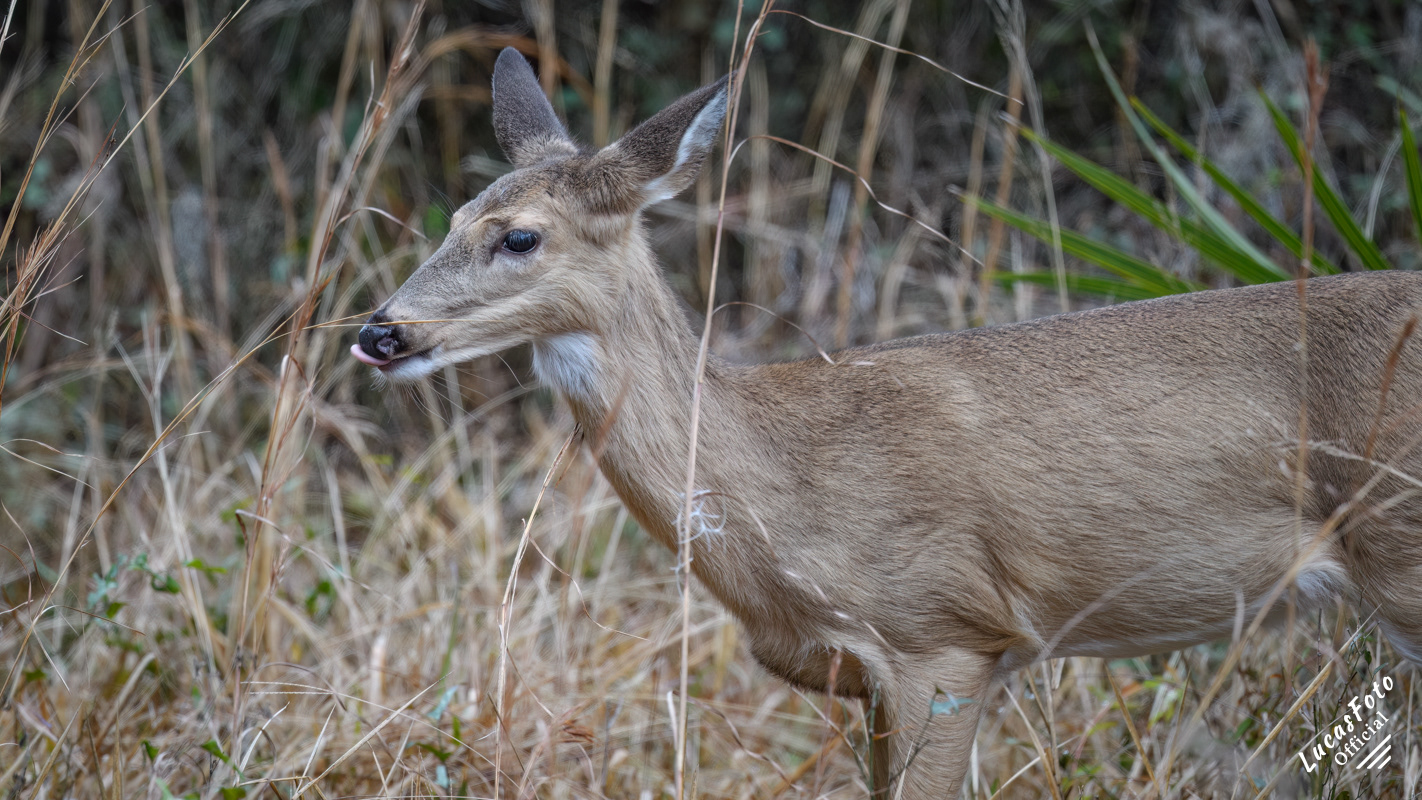 Whitetail