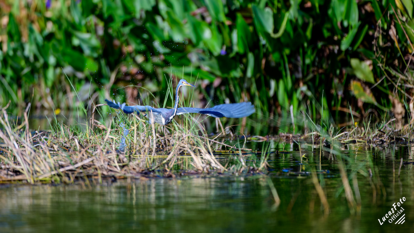 Tricolored Heron