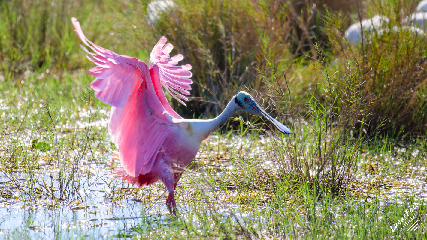 Roseate Spoonbill